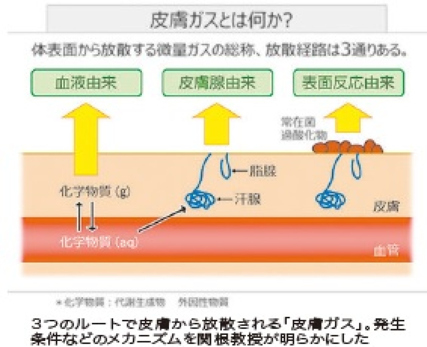 体臭の正体を科学的に解明 東海大学新聞web版 体臭の正体を科学的に解明 東海大学新聞web版